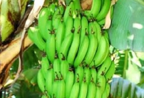 banane